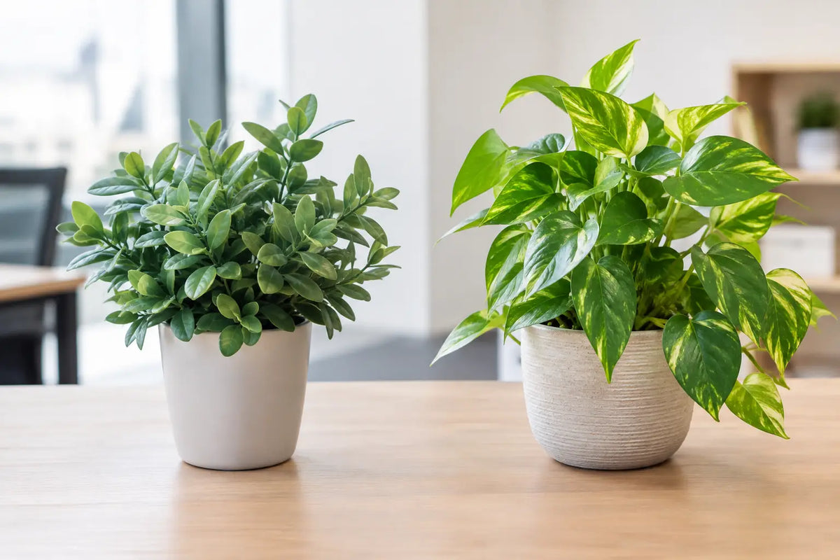Commercial Faux Versus Live Plants Compared