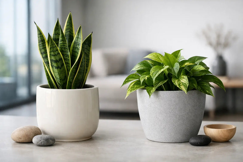 Ceramic Versus Lightweight Planters for Modern Spaces