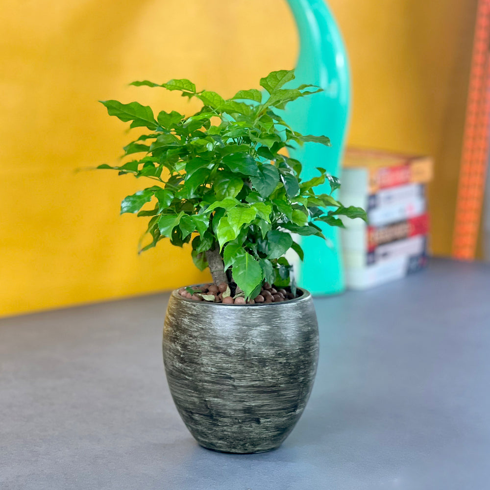 Smart Self-watering Round Planter Pot for Indoor and Outdoor - Gray Wash Media 2