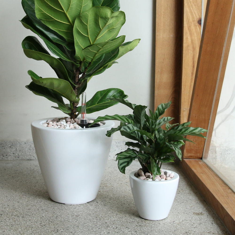 2-Pack Smart Self-watering Planter Pot for Indoor and Outdoor - White - Round Cone Media 1