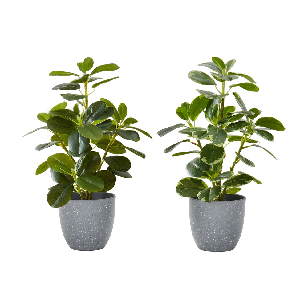 Artificial Ficus Elastica Plant Set of 2, 14 Inch Tall Indoor Decorative Greenery with Grey Cement-Look Pots, Plastic Faux Green Leaves Media 1