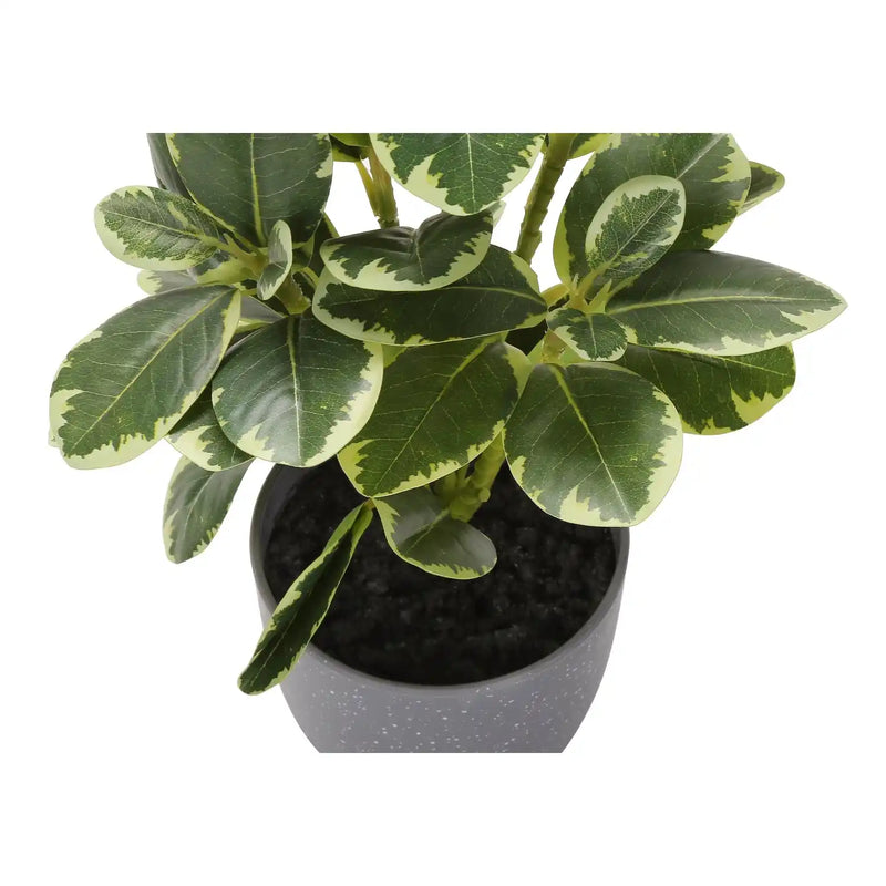 Artificial Ficus Elastica Plant Set of 2, 14 Inch Tall Indoor Decorative Greenery with Grey Cement-Look Pots, Plastic Faux Green Leaves