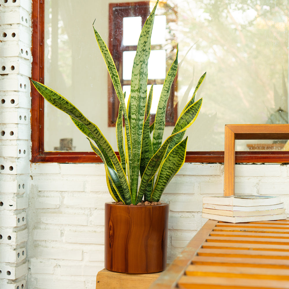 7.8 in. Dark Wood Plastic Self-watering Planter Pot Media 3