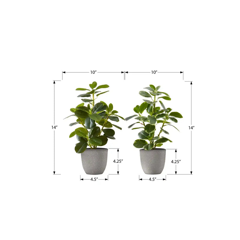 Artificial Ficus Elastica Plant Set of 2, 14 Inch Tall Indoor Decorative Greenery with Grey Cement-Look Pots, Plastic Faux Green Leaves