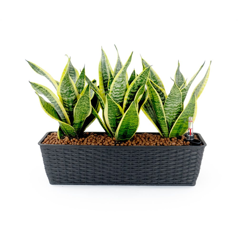 2-Pack Smart Self-watering Rectangle Planter for Indoor and Outdoor - Hand Woven Wicker - Espresso Media 2