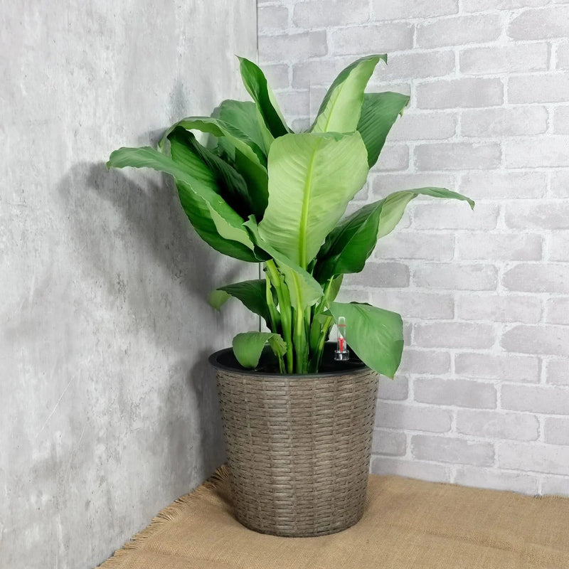 Self-Watering Wicker & Plastic Indoor Outdoor Planters Garden Decor Set
