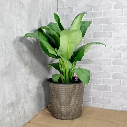 10.2' Self-watering Wicker Decor Planter for Indoor and Outdoor - Round - Grey