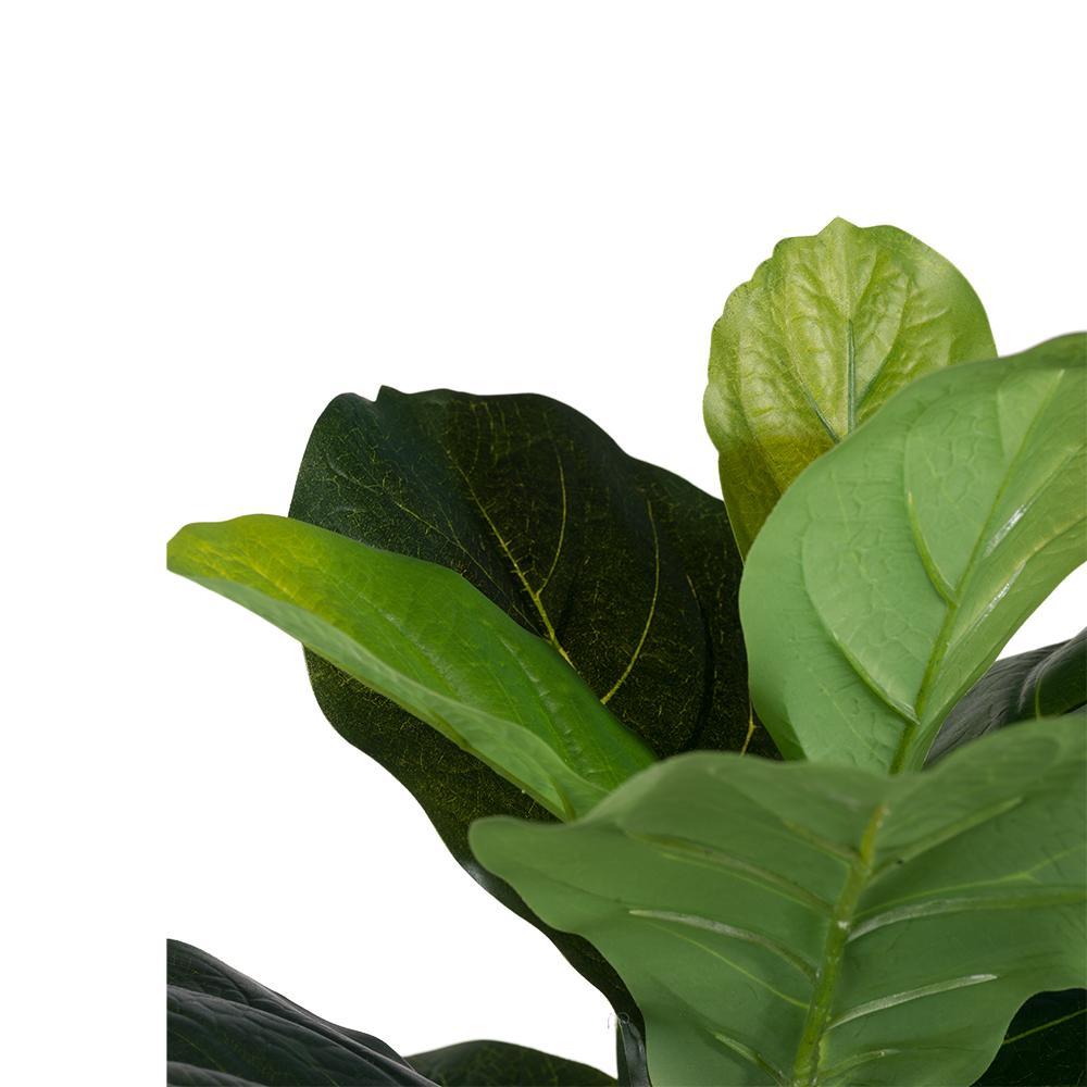 25.5x16x59' Fiddle-Leaf Fig Tree Media 5