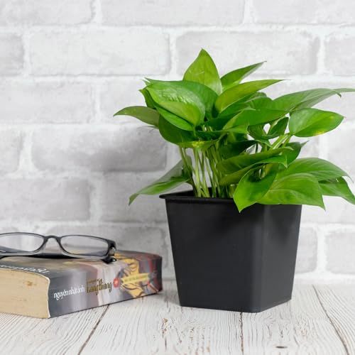 6.3' Square Nursery Plant Pot - Garden Plastic Pots with Drainage (5-Pack) Media 2