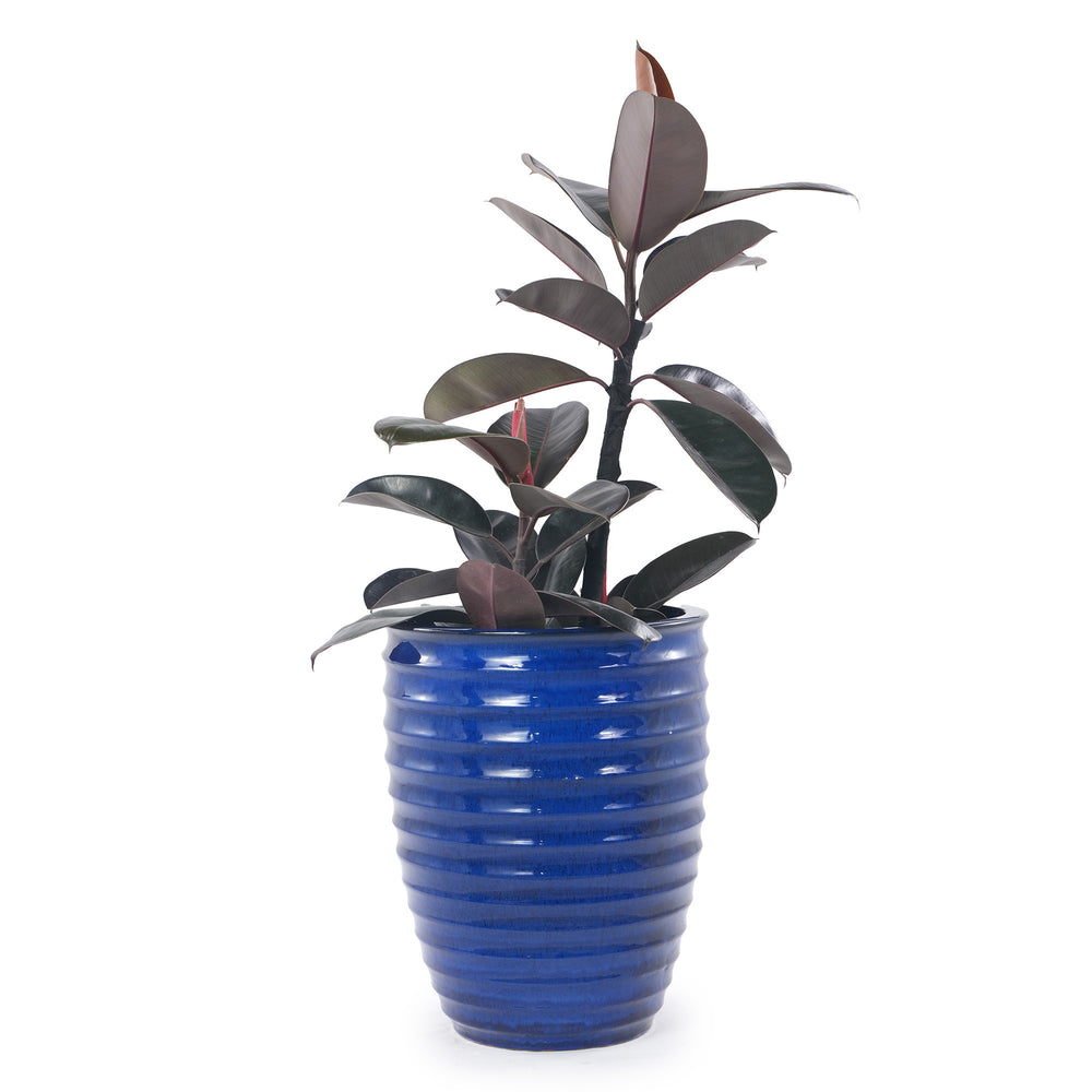Handmade Sapphire Blue Ceramic Planter, 17 Inch Diameter, 1 Piece, Horizontal Ripples Pattern, for Monstera and Fiddle Leaf Fig, Indoor & Outdoor Doorway Use, Breathable Clay Media 3