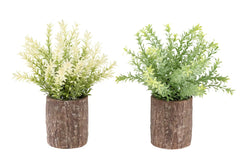 Artificial Plant, Set Of 2, 12' Tall, Mullberry Grass, Table, Brown Cement Pots, Contemporary, Modern perspective