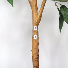 6FT Artificial Ficus Tree with Natural Trunk in Black Plastic Pot for Indoor Home Office Decor, 1pc/set perspective