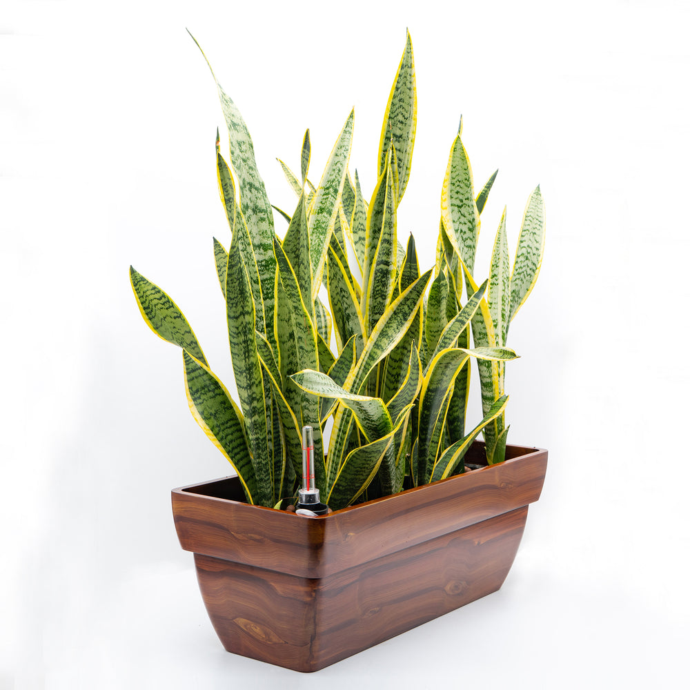7.8 in. Dark Wood Plastic Rectangle Self-watering Planter Pot Media 1