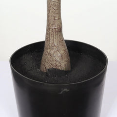 6FT Artificial Olive Tree in Black Plastic Pot, 1pc/set perspective