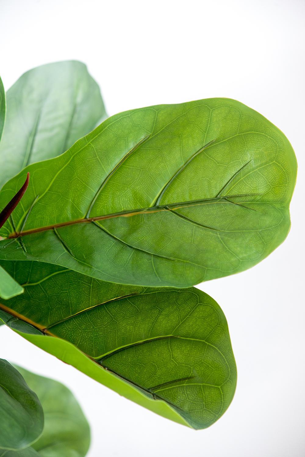 25x25x52'H Fiddle Fig Leaf Tree, 40 Leaves Media 2