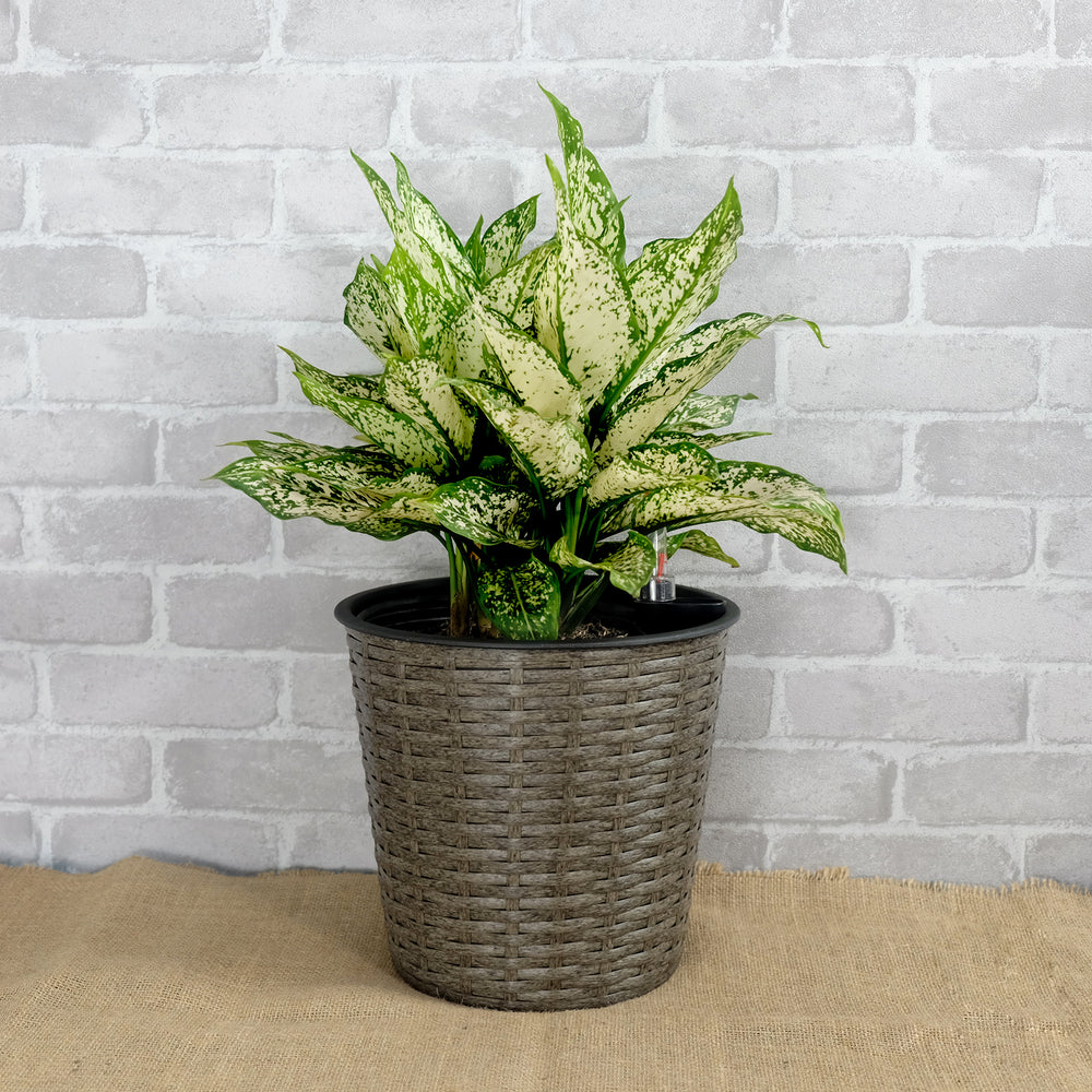 10.2' Self-watering Wicker Decor Planter for Indoor and Outdoor - Round - Grey Media 2