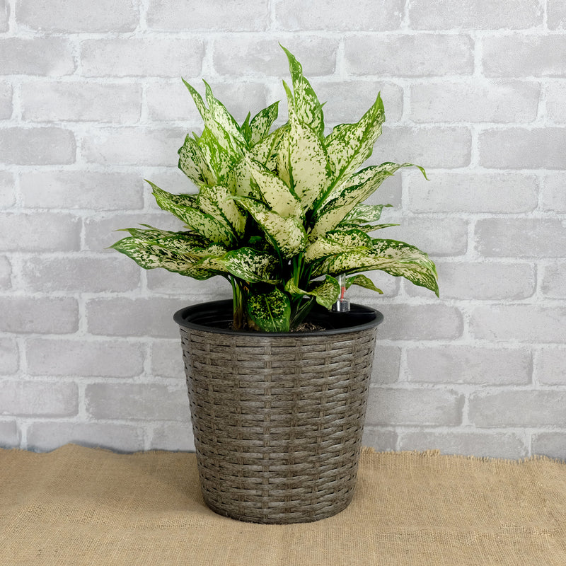 10.2' Self-watering Wicker Decor Planter for Indoor and Outdoor - Round - Grey