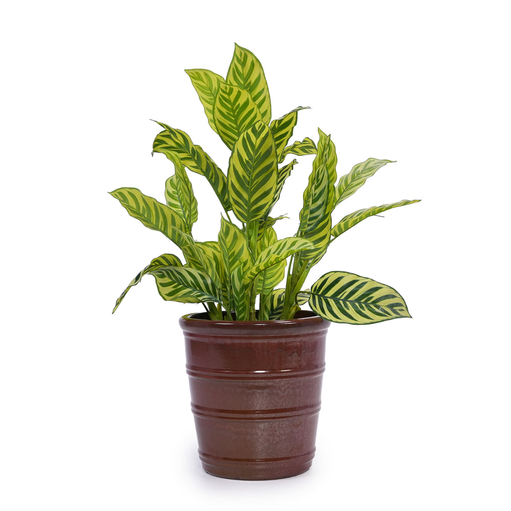 3 Pieces Ceramic Flowerpot, Modern Planter for Patio, Garden or Windowsills - Bean Paste Red Media 6