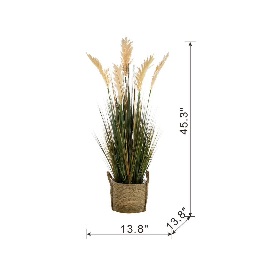 D14x45'H Potted Pampas Grass Plant Media 4
