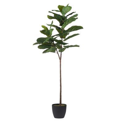 25.5x16x59' Fiddle-Leaf Fig Tree Media 2