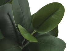 Artificial Plant, 31' Tall, Garcinia Tree, Indoor, Faux, Fake, Floor, Greenery, Potted, Real Touch, Decorative, Green Leaves, White Cement Pot perspective