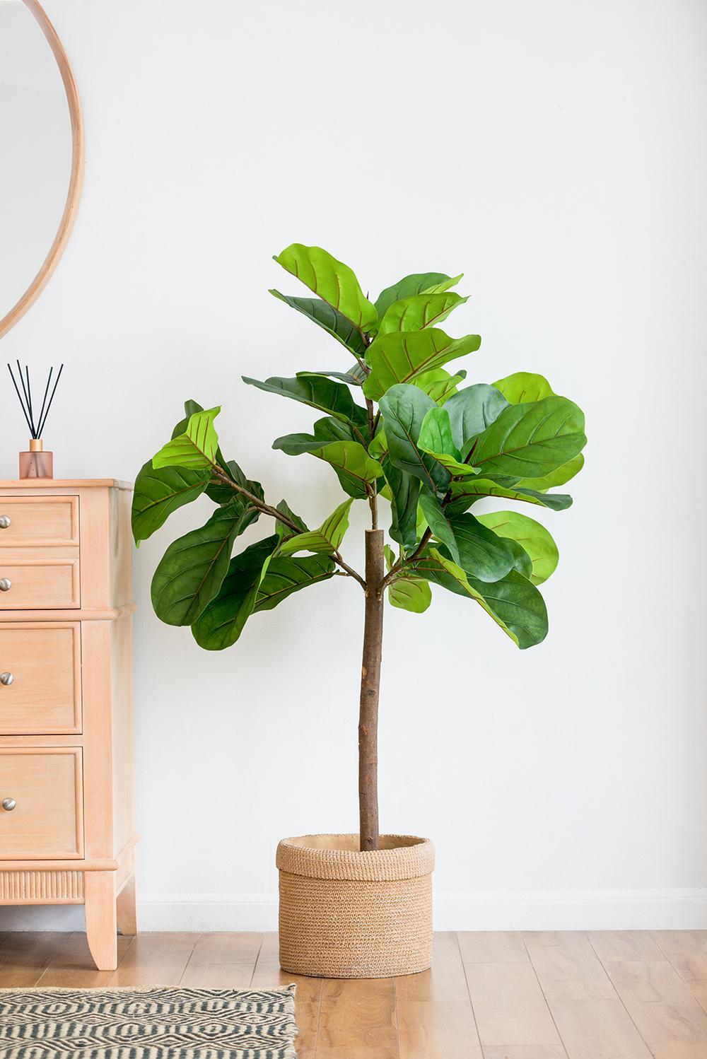 25x25x52'H Fiddle Fig Leaf Tree, 40 Leaves Media 8