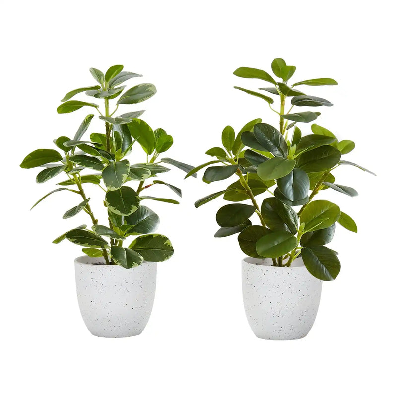 Artificial Ficus Plant Set of 2, 14 Inch Tall Indoor Decorative Table Potted Greenery with White Speckled Pots, Green Leaves, Plastic, 9x10x14 Inches