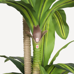6' Artificial Dracaena Tree with Black Plastic Pot perspective