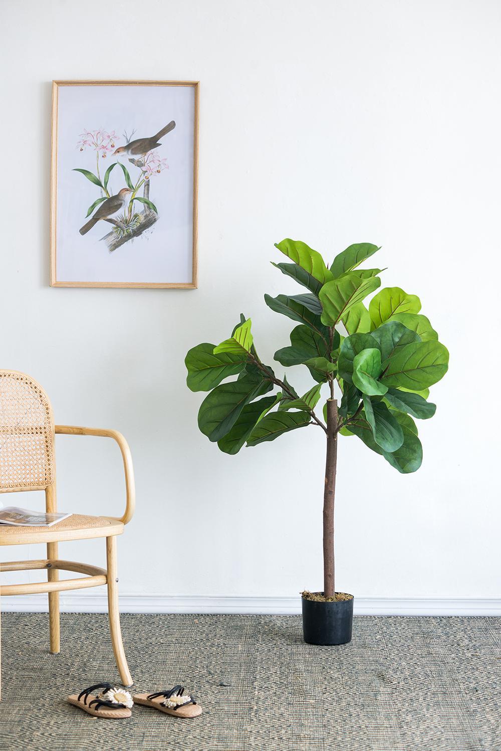 25x25x52'H Fiddle Fig Leaf Tree, 40 Leaves Media 1