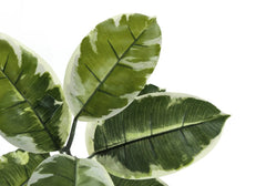 Artificial Plant, 52' Tall, Rubber Tree, Indoor, Faux, Fake, Floor, Greenery, Potted, Real Touch, Decorative, Green Leaves, Black Pot perspective