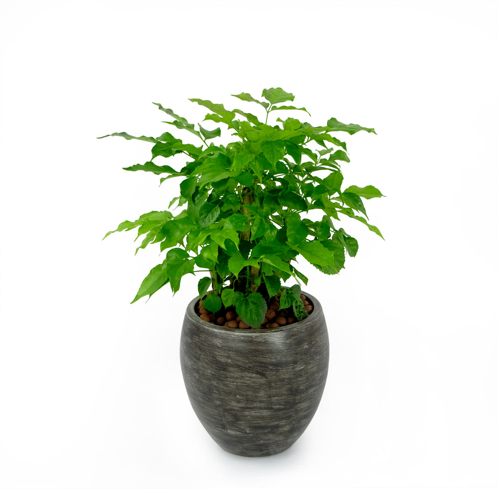 Smart Self-watering Round Planter Pot for Indoor and Outdoor - Gray Wash Media 1