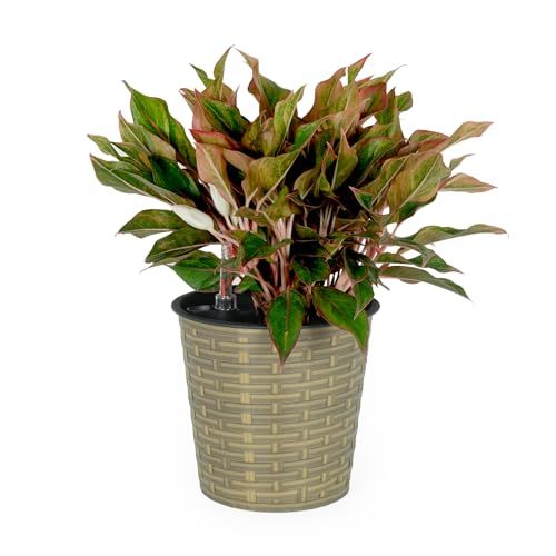 13.4' Self-watering Wicker Decor Planter for Indoor and Outdoor - Round - Natural Media 1