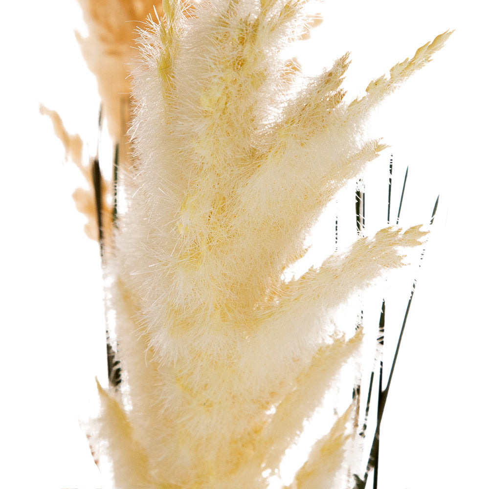D14x45'H Potted Pampas Grass Plant Media 8