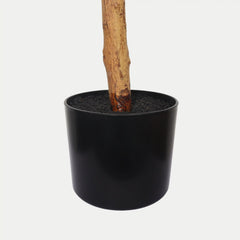 6FT Artificial Ficus Tree with Natural Trunk in Black Plastic Pot for Indoor Home Office Decor, 1pc/set perspective