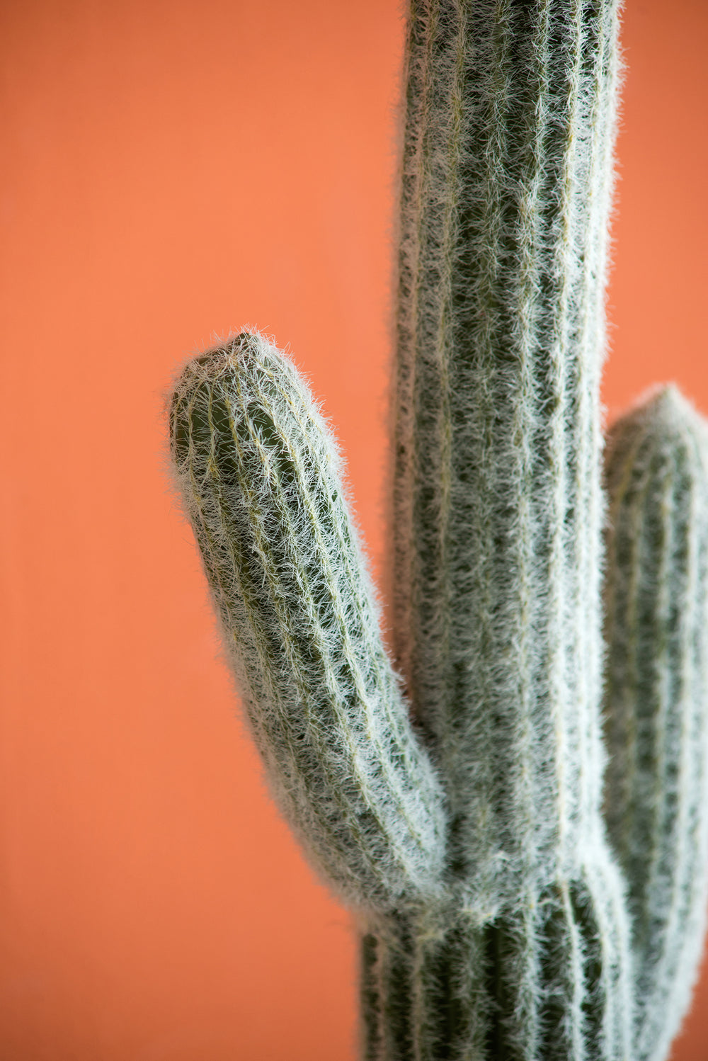 8x5x24.5'H Artificial Saguaro Cactus in Black Pot Media 9