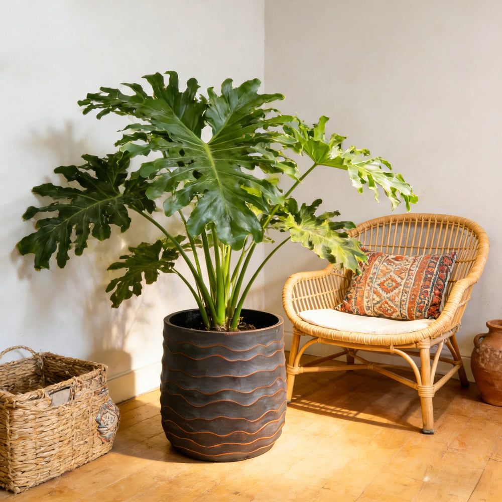 Large Round Planters Set of 2 (16.14'x15.75' & 11.8' x11.42'') - Lightweight Magnesium Oxide Plant Pot with Texture -Concrete Planter Pots with Drainage Hole – Indoor & Outdoor Use Media 4