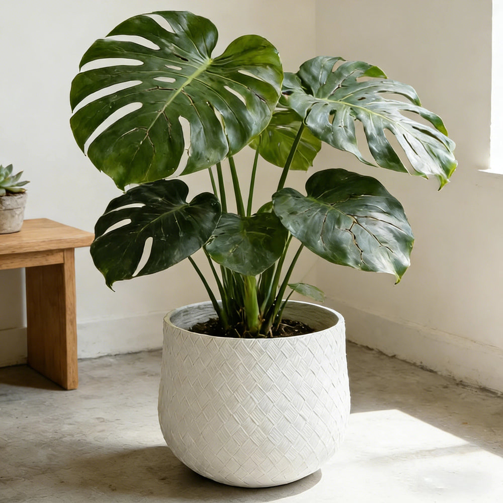Assorted Sizes Magnesium Oxide Round Planter,21.65''+14.17''+8.66'' Dia Set of 3 Planter,Outdoor Indoor Plant Pot with Drainage Hole, White Color  with Weaving Pattern Planter for Home Garden Patio Media 4