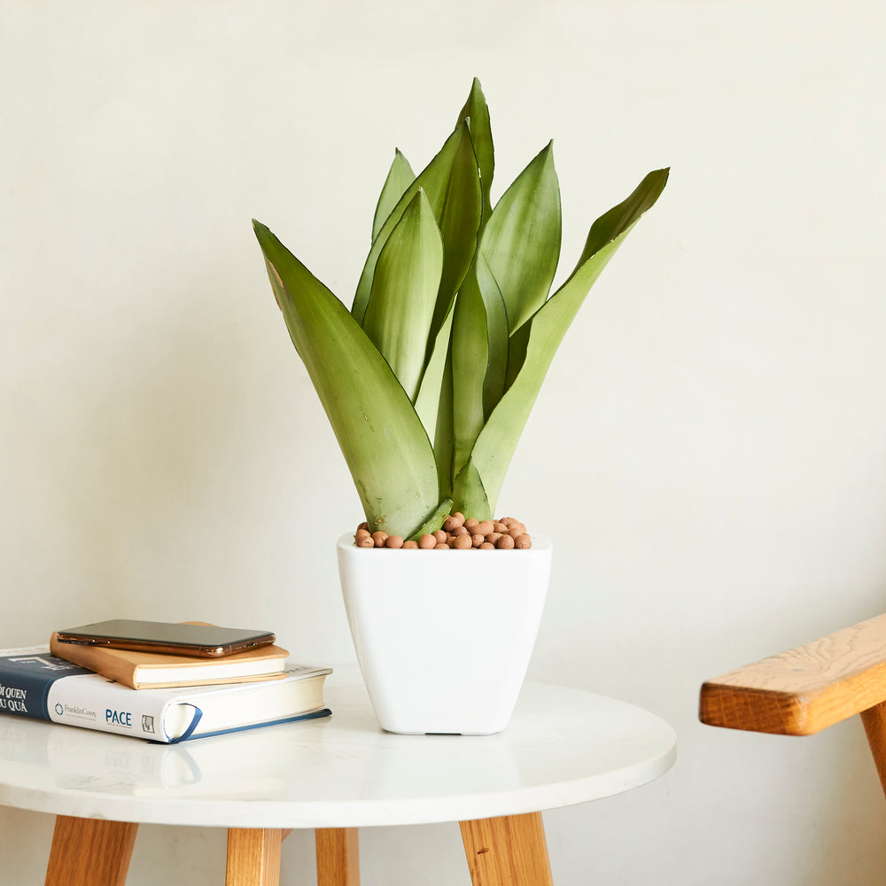 2-Pack Smart Self-watering Planter Pot for Indoor and Outdoor - White - Square Cone Media 5