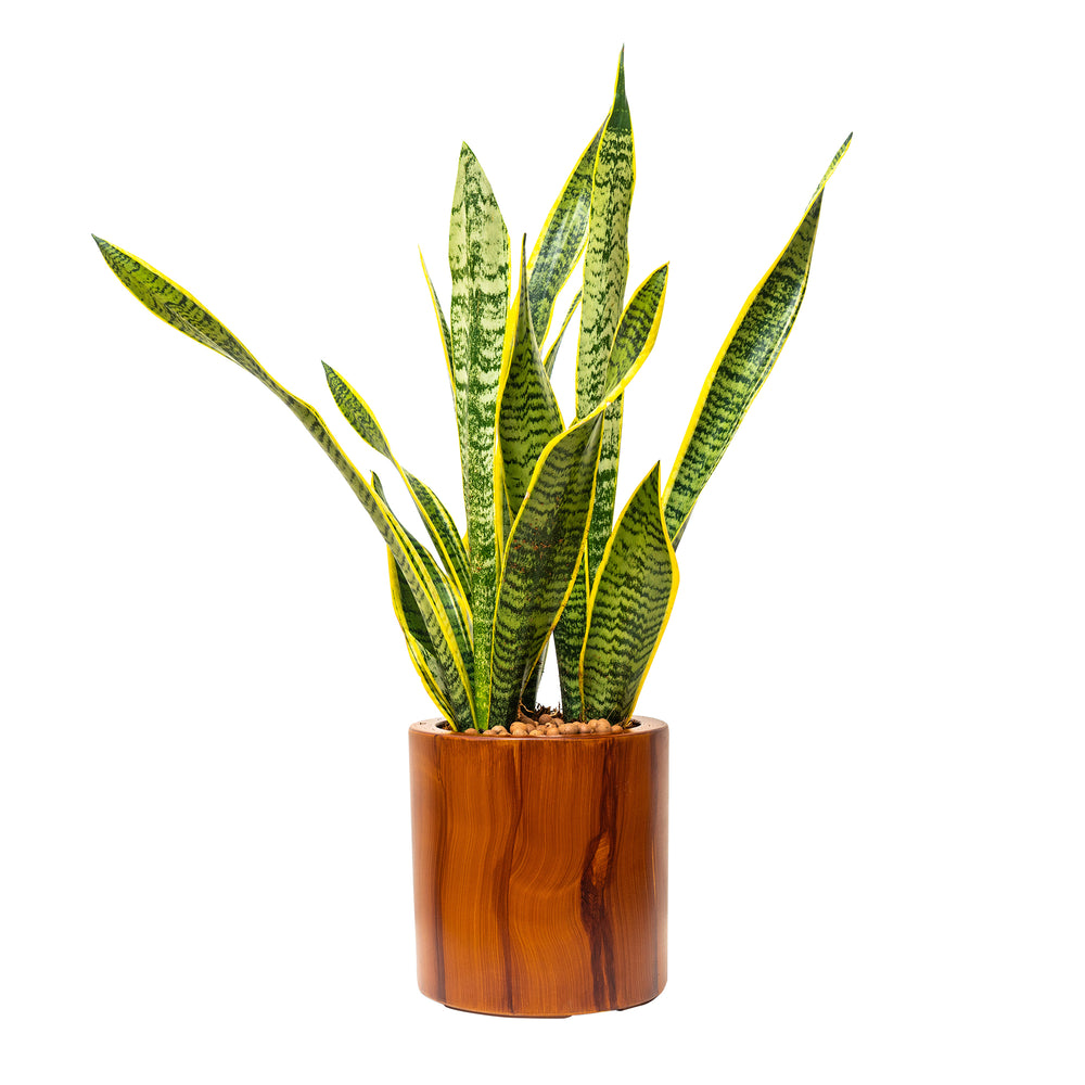 7.8 in. Dark Wood Plastic Self-watering Planter Pot Media 1
