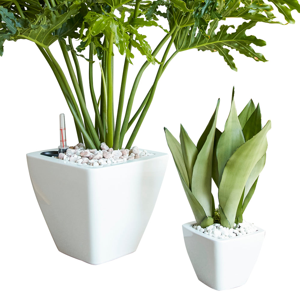 2-Pack Smart Self-watering Planter Pot for Indoor and Outdoor - White - Square Cone Media 1