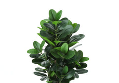 Artificial Plant, 31' Tall, Garcinia Tree, Indoor, Faux, Fake, Floor, Greenery, Potted, Real Touch, Decorative, Green Leaves, White Cement Pot perspective