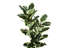 Artificial Plant, 47' Tall, Oak Tree, Indoor, Faux, Fake, Floor, Greenery, Potted, Real Touch, Decorative, Green Leaves, Black Pot perspective
