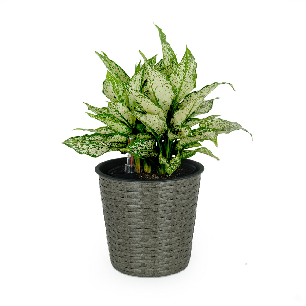10.2' Self-watering Wicker Decor Planter for Indoor and Outdoor - Round - Grey Media 1