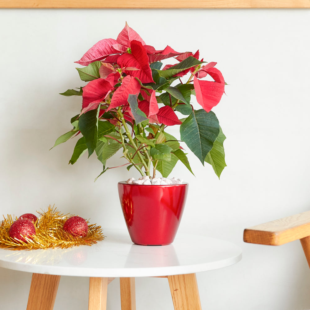 2-Pack Smart Self-watering Planter Pot for Indoor and Outdoor - Red - Round Cone Media 2