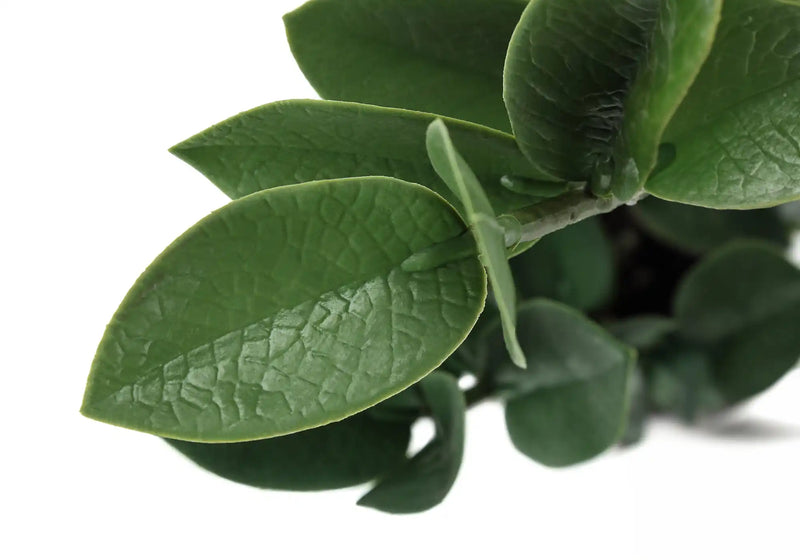 Artificial Plant, 20' Tall, Zz, Indoor, Faux, Fake, Table, Greenery, Potted, Real Touch, Decorative, Green Leaves, Grey Cement Pot
