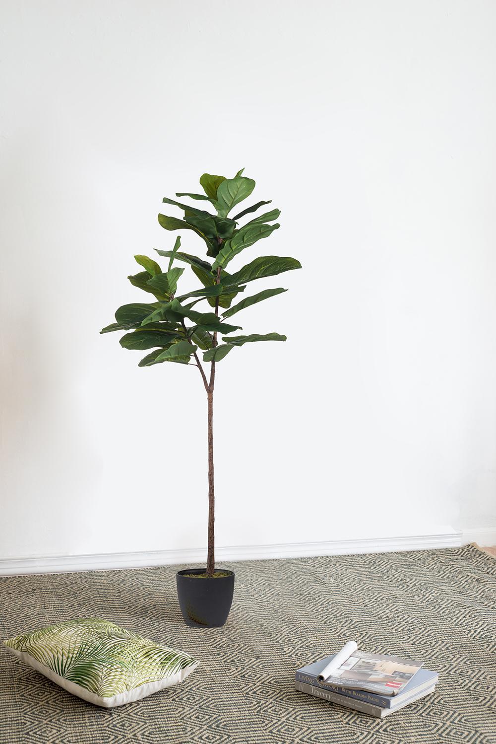 25.5x16x59' Fiddle-Leaf Fig Tree Media 1