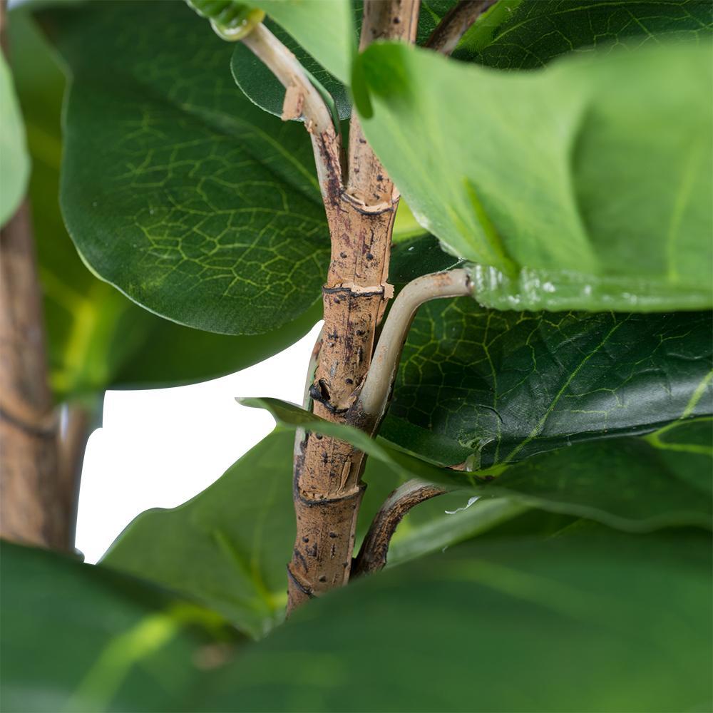 25.5x16x59' Fiddle-Leaf Fig Tree Media 3