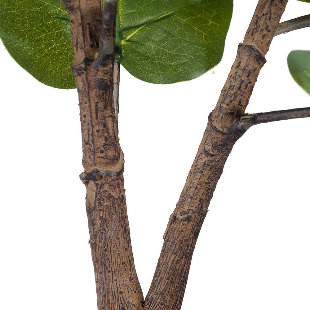 25.5x16x59' Fiddle-Leaf Fig Tree Media 4