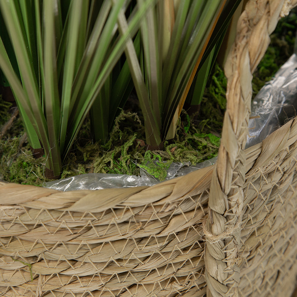D14x45'H Potted Pampas Grass Plant Media 6