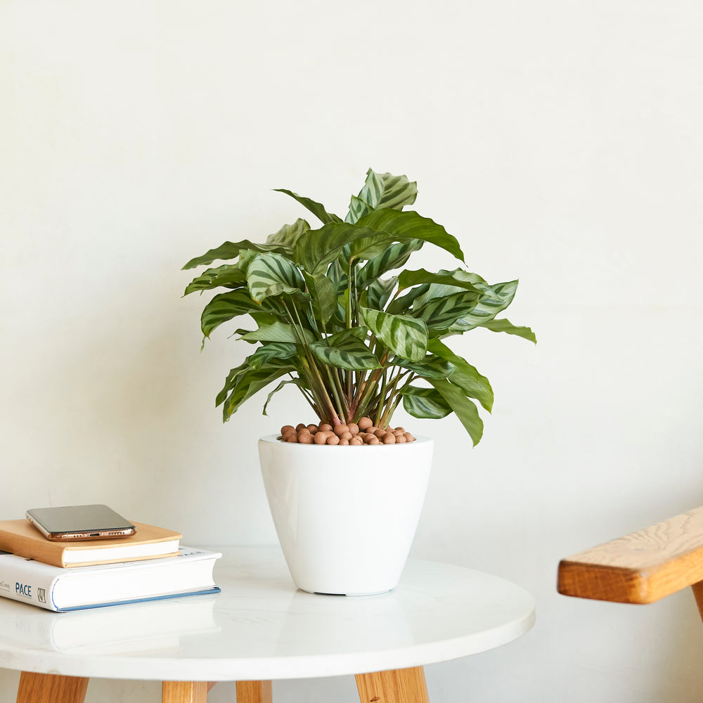 2-Pack Smart Self-watering Planter Pot for Indoor and Outdoor - White - Round Cone Media 2